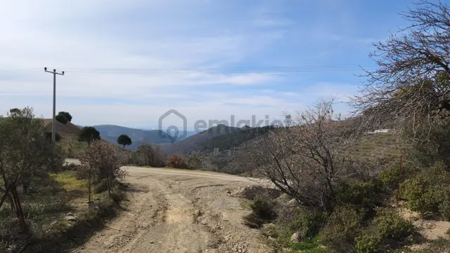 Rumeli World'den Kobaşlar Köyünde Şarap Evinin Karşısında Satılık Zeytinlik Rumeli World'den Kobaşlar Köyünde Şarap Evinin Karşısında Satılık Zeytinlik