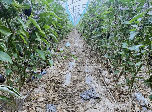 Kumluca Hızırkahya Mahallesinde 5.300m2 Satılık Sera 4