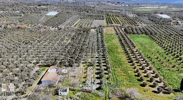 Balıkesir İzmir Yoluna 0 Konumda Satılık Zeytinlik 3