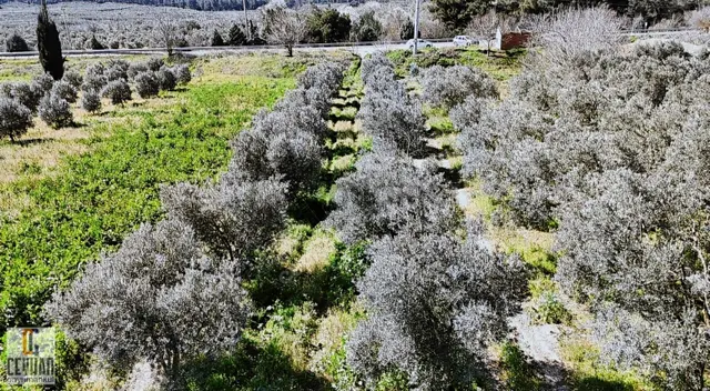 Balıkesir İzmir Yoluna 0 Konumda Satılık Zeytinlik 2