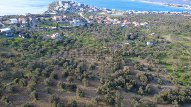 Aşağışakranda Uygulama İçerisinde İmara Açılacak 2400m2 Zeytinli 5