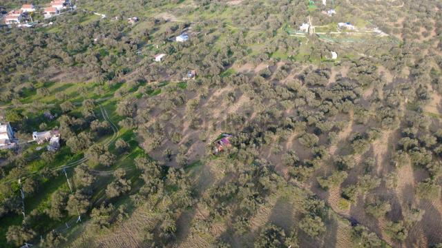 Aşağışakranda Uygulama İçerisinde İmara Açılacak 2400m2 Zeytinli 3