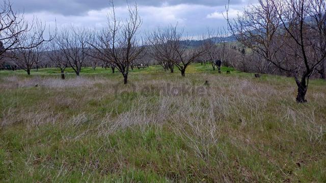 Uzmanlar'dan Akçat 1164 M2 Satılık %5 İmarlı Meyve Bahçesi 5