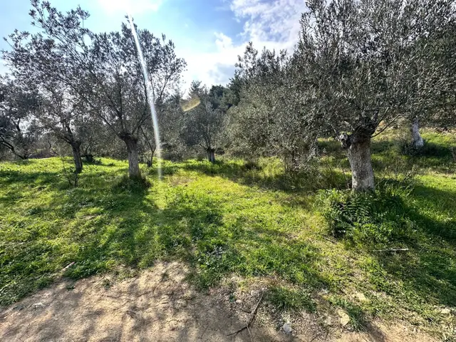 ▀mera Emlaktan Beyoba Köyü Müstakil Tapulu 6.650m2 Zeytinlik 4