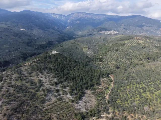 ▀mera Emlaktan Beyoba Köyü Müstakil Tapulu 6.650m2 Zeytinlik 3