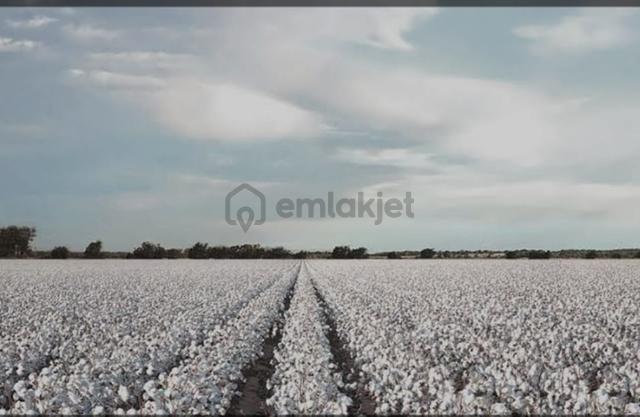 Söke Mimarsan Emlak, Aydın Söke Doğanbey'de Satılık Tarla 5