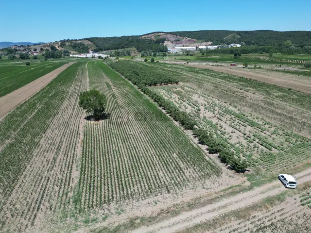 Kurudilde 10.978 M2 Satılık Fındık Bahçesi 2