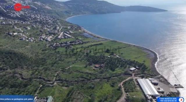 Denizköy'de Denize Yakın Konumda Yatırımlık Zeytinli Tarla 5