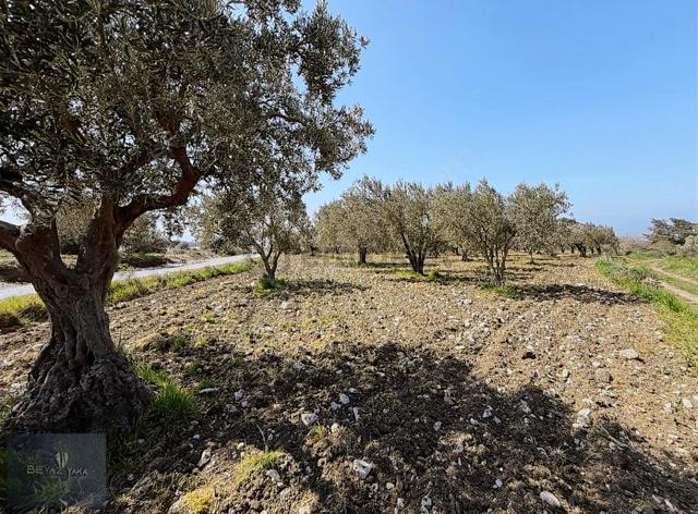 Beyazyaka'dan Soma Hacıyusuflar Mahallesinde Satılık Zeytinlik 4