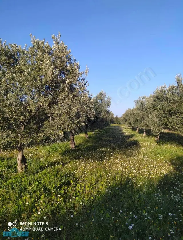 Akhisar Doğuca Resmi Yola Cepheli 2440 M2 Satılık Zeytinlik 3