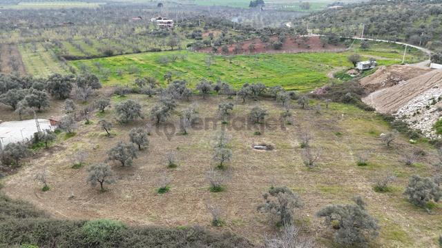 Ortaklar'da Izmır Yolu Üzerınde Satılık Incır Ve Zeytın Bahçesı 1