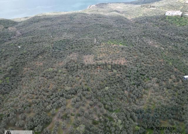 Edincik'te Arte-mülk Yönetiminden 1.581 Metre2 Zeytinlik 4