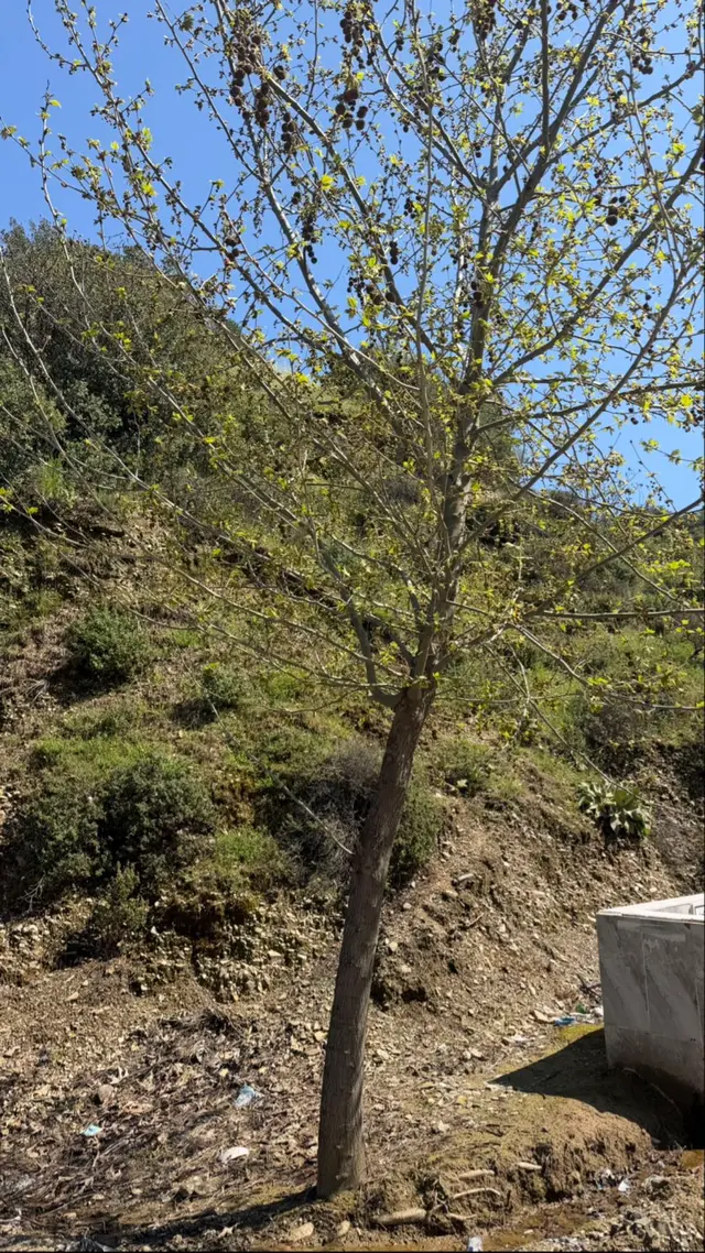 Beyaz Gayrimenkulden Turgutlu Osmancık Mh De Satılık 2.972 M2 Tarla 3