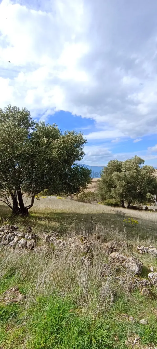 Bozdoğan Koyuncular Mahallesinde Satılık 7 Dönüm Zeytinlik 4