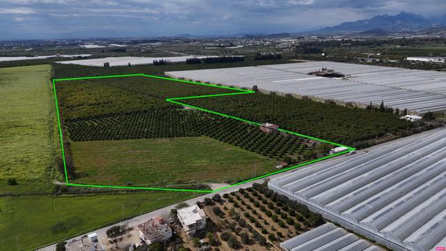 Antalya Manavgat Çakış Mahallesi Satılık Narenciye Bahçesi 4