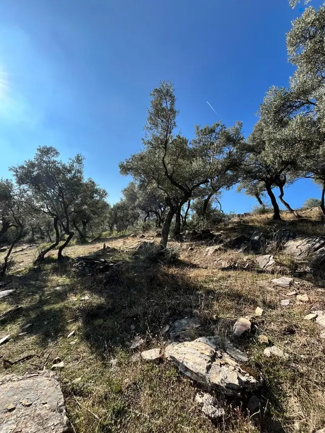 Muğla Fethiye Gökben' De Satılık 4.886 M2 Tarla 3