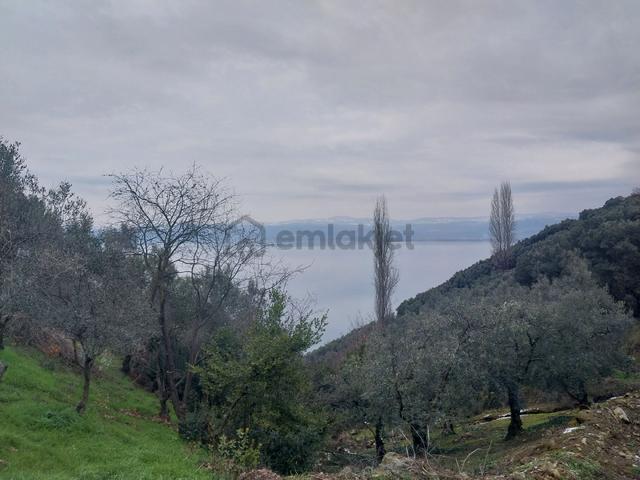 Sahibinden Satılık Zeytinlik Yolu Suyuvar Gölmanzaralı İznik Aydinlarda 1