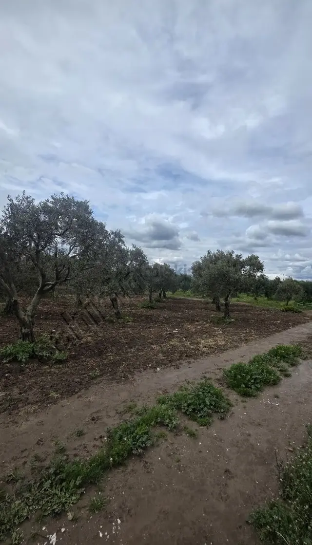 Yorulmaz Gayrimenkulden Akhisara 3km Satılık Zeytinlik 3