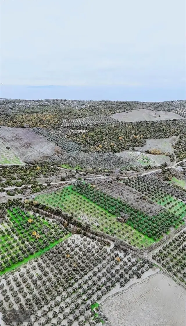 Bursa Mudanya Mesudiye Köyünde 4904 M² 140 Zeytin Ağaçlı Satılık 4