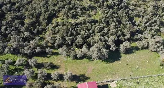 Yenilmez Emlaktan Satılık Zeytin Bahçesi Ve Tarla 3
