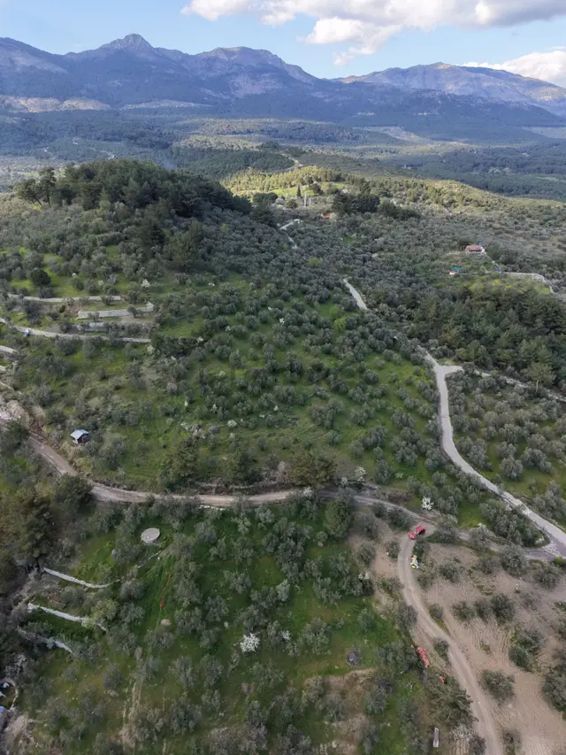 ▀▄mera Emlak Hacıarslanlar Köyü Müstakil T. 23.771m2 Zeytinlik 3