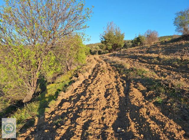 Mahalle Dibinde,piknik Alanı,çeşme Dibinde Üzüm Bağı Çal Ortaköy 5