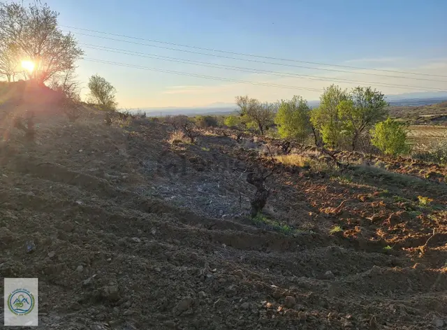 Mahalle Dibinde,piknik Alanı,çeşme Dibinde Üzüm Bağı Çal Ortaköy 4