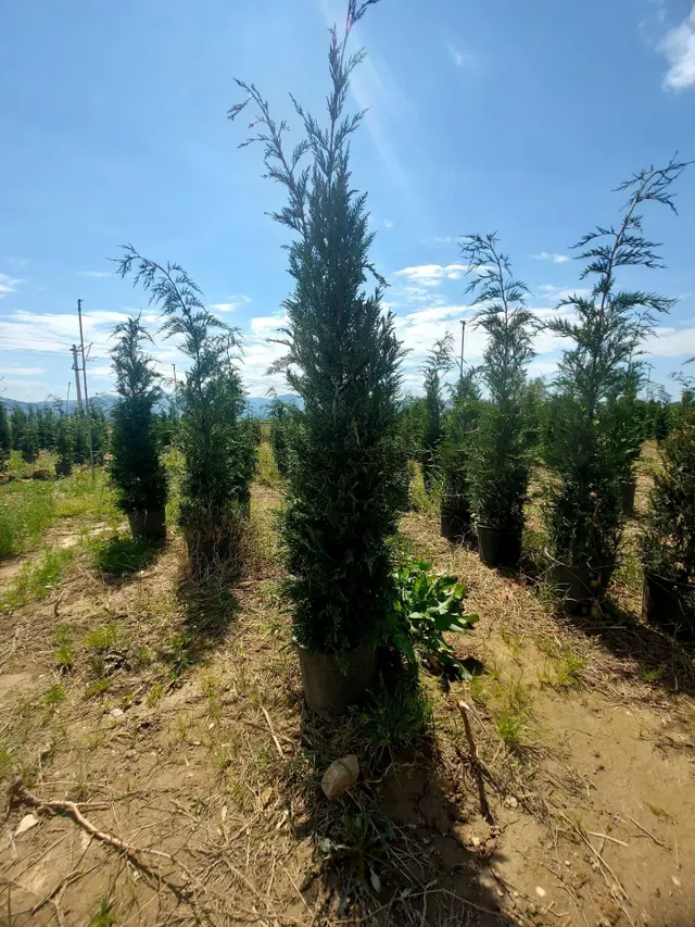 Ödemiş Demircili Mevki 7530 Mt2 Satılık Tarla 5