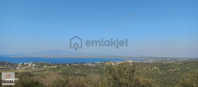 Okkalı Emlka Tan Aliağa Şakran Da Satılık Zeytinlik 4