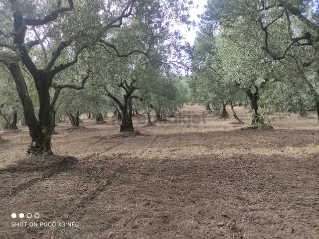 Bursa Mudanya Dereköyde Satılık 5,226 M2 Yola Cephe Bursa Mudanya Dereköyde Satılık 5,226 M2 Yola Cephe 1