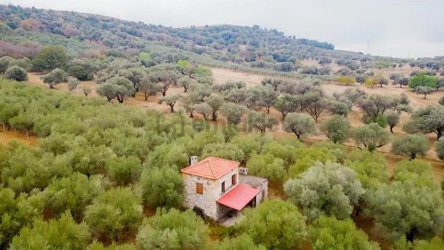 Foça Kozbeyli'de Satılık Tarla 3