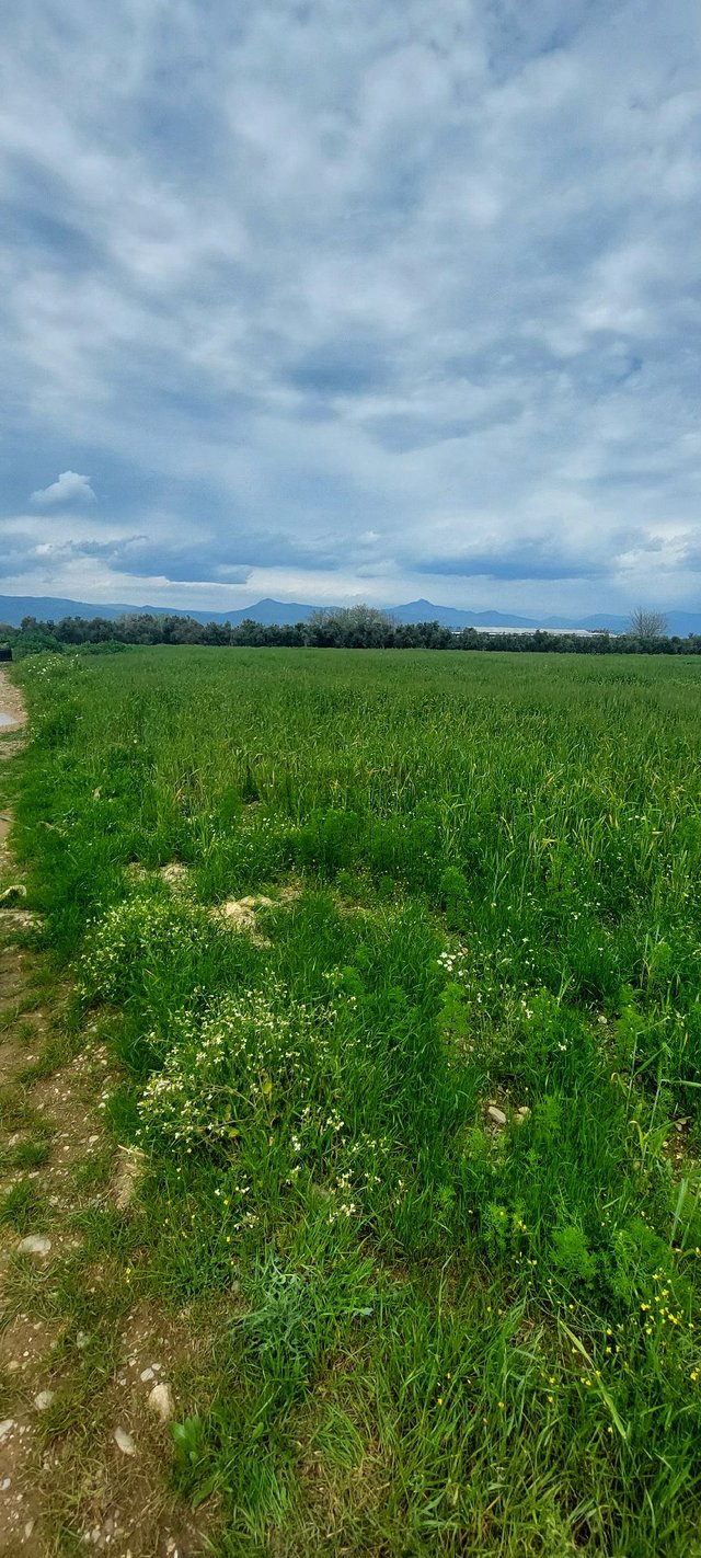 10250 M2 Dümdüz Arazi 10250 M2 Dümdüz Arazi