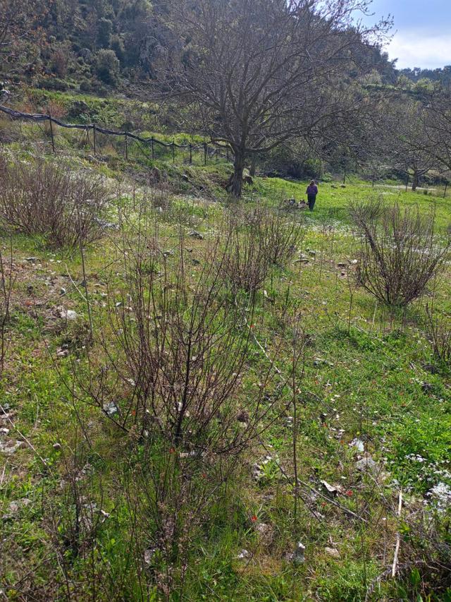 Kavacık Köyüne Yakın Acil Satılık Tek Tapu 817 M.kare Tarla 3