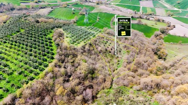 Expert'ten Bursa Mudanya Yörükyenicesinde Satılık Zeytinlik 5