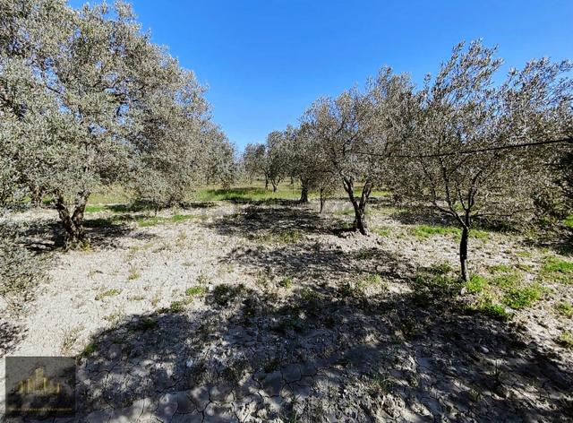 Manisa Akhisar Süleymanlıda Satılık 2800 M2 Fırsat Zeytinlik!! 5