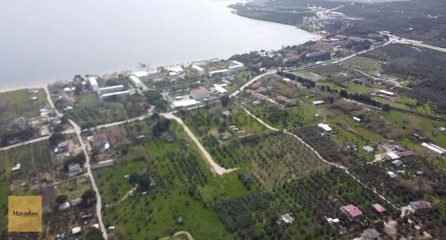 Mayadan Gyo Erdek Yalı'da Satılık Zeytinlik 4