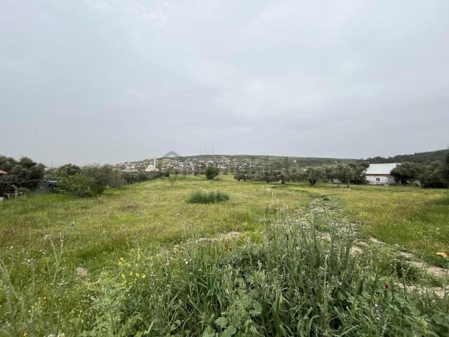 Çapak'ta Aydın Asfaltına Yakın Resmi Yolu Olan Kupon Tarla 2