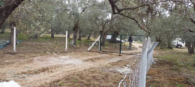Kavuşturan Emlak'tan Havran Fora Zeytinci Mevkii Satılık Zeytinl 3
