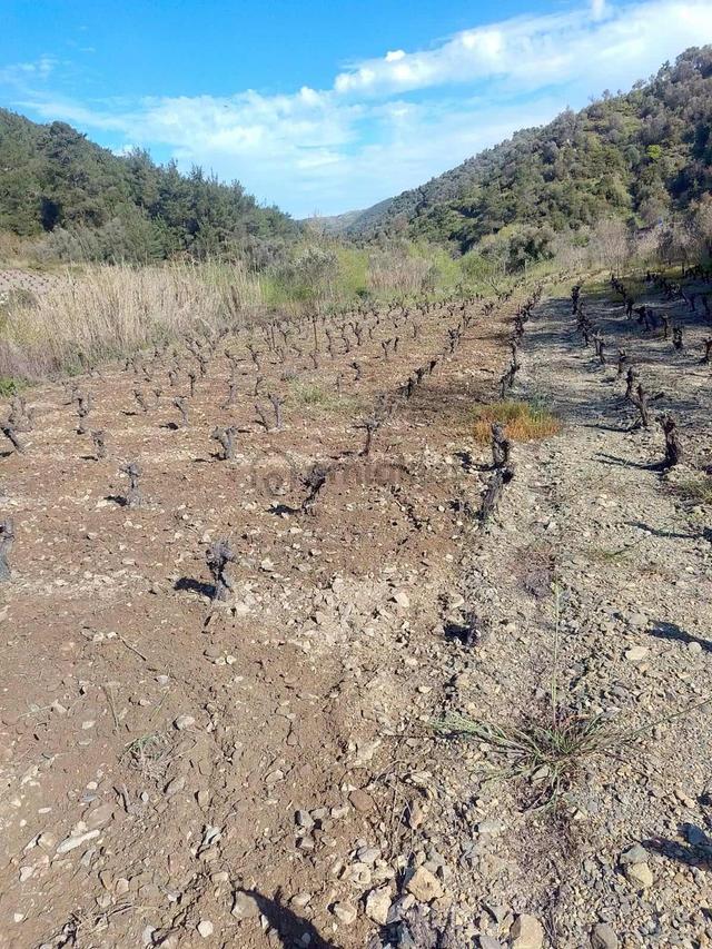 Güzelbahçe Payamlı'da Satılık Dere Kenarında Bağ 4