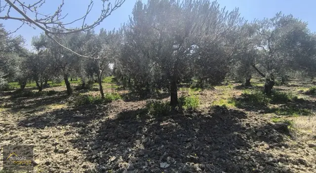 Mustafa Başyiğit Emlak'tan Eroğlu Köyünde 15 Dönüm Zeytinlik 4
