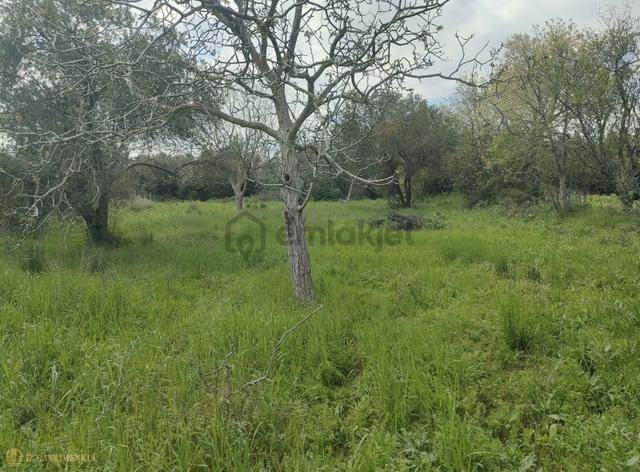 Çanakkale Lapseki Kangırlı 'da Satılık Yatırımlık Bağ/tarla 5