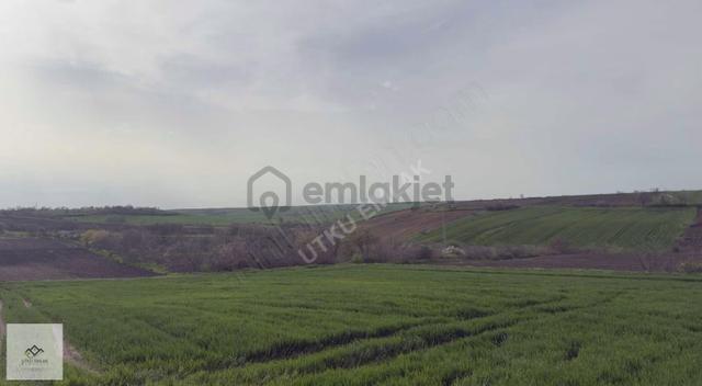 Pehlivanköy Tilkipınar Da 4850 M2 Satılık Tarla 5