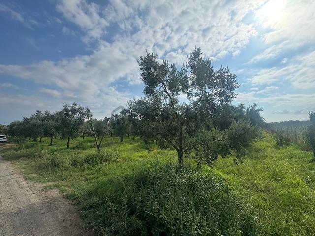 Bursa Orhangazi Yenigürle Mh 5500+1300 M2 Satılık Zeytinlik 2