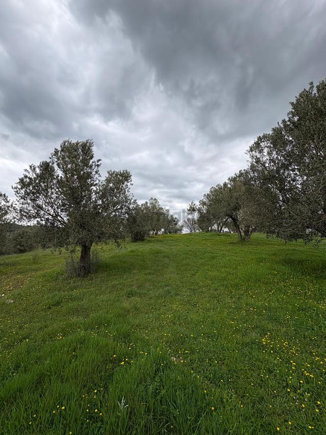 Bergama Çitköy'de 3.934 M2 Satılık Zeytinlik 5