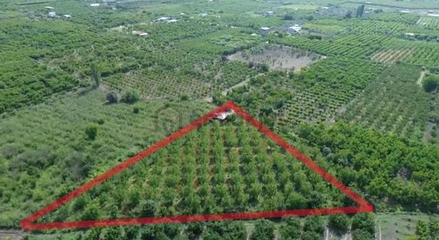 Kemalpaşa Ören’de Yatırımlık Bağ: Numaratajlı Yapı & Tapuya İşli Geçiş Hakkı