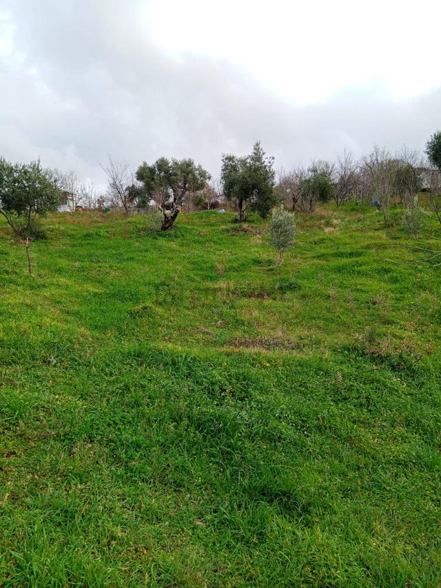 Turgutlu Gökgedik Köyünde Satılık 3 Parselden Oluşan Ayrı Tapu Tarla 3
