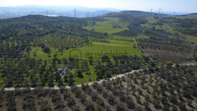 Samurluda 10500m2 Satılık Yolu Olan Tarla 2