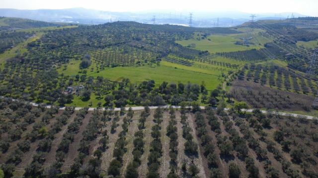Samurluda 10500m2 Satılık Yolu Olan Tarla 5