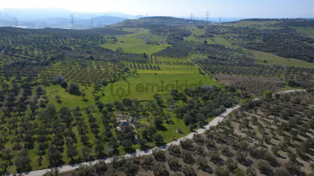 Samurluda 10500m2 Satılık Yolu Olan Tarla 1