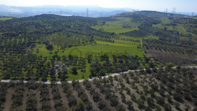 Samurluda 10500m2 Satılık Yolu Olan Tarla 3